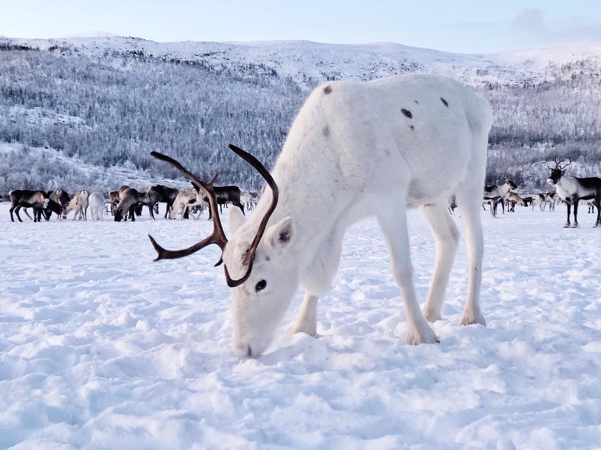 Arctic Land Adventure