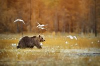 Isokenkäisten Klubi bear and birds at the reed